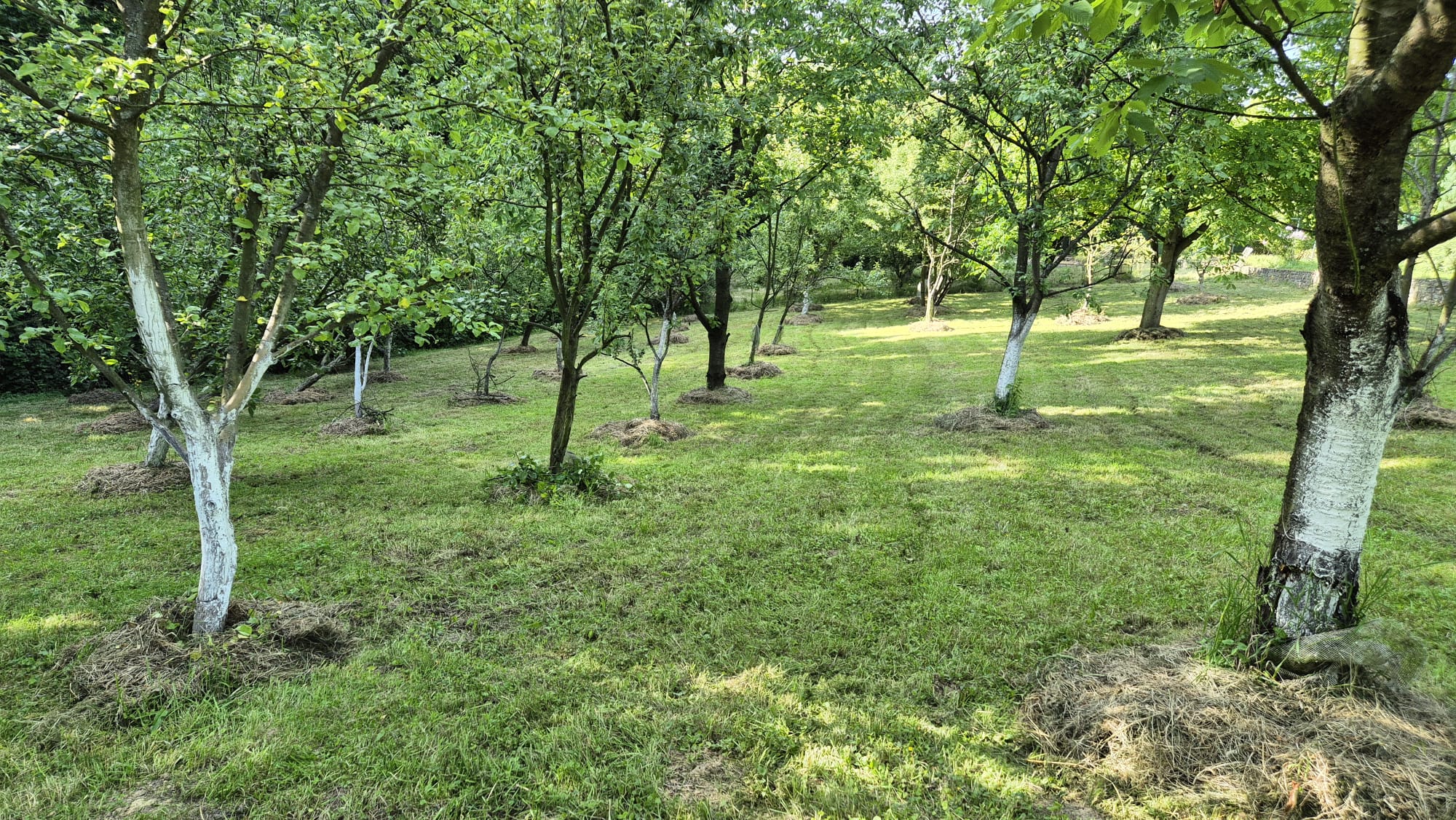 Zahrada s cestičkou a zelení